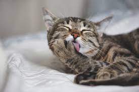 How To Stop A Cat From Licking A Wound Cuteness