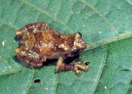 Image result for Microcoelia ornithocephala