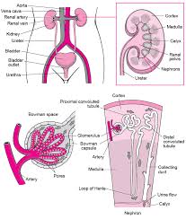 Kidneys Kidney And Urinary Tract Disorders Msd Manual Consumer Version