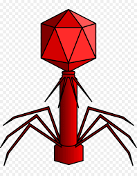 Son virus que infectan y matan únicamente a las bacterias, también se le denomina fagos. Virus Myoviridae Podoviridae Imagen Png Imagen Transparente Descarga Gratuita