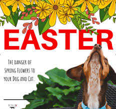 ﻿ ﻿ other types like peace lilies, calla lilies, lily of the valley, and plam lilies can cause problems for both cats and dogs. Is The Easter Lily Toxic To Pets My Dog Spot Pet Sitters And Dog Walkers Serving Pasadena