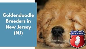 Adopting a puppy is a big decision! 20 Goldendoodle Breeders In New Jersey Nj Goldendoodle Puppies For Sale Animalfate