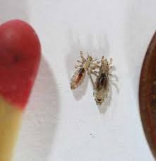 This is happening to me to. What Do Head Lice Look Like Symptoms And Pictures