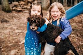 Once the litter you are looking for appears, please make sure you click on the breed name to find out more about them. How Southern Dogs Are Brought To Maine By The Thousands Rescue Dogs Dogs Animals