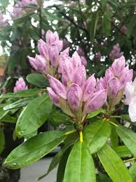 Rhododendron S Bulbs Plants Flowers Bulb