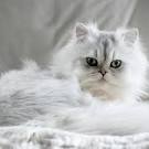 The Most Popular Persian Cat Breed Names - Vetstreet