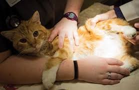 Maybe you would like to learn more about one of these? Pet Rescue Relief In Decatur The Village Vets Decatur Ga