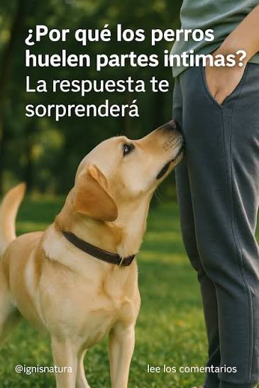 La Exitosa - Cuando descubras la verdadera razón por la que los perros  huelen las partes íntimas, te sorprenderás Los perros son criaturas  fascinantes que utilizan su olfato como una de sus