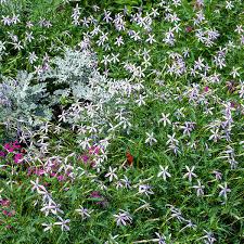 Image result for Eriosema laurentii