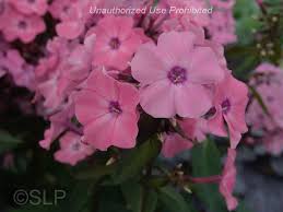 We did not find results for: Plantfiles Pictures Phlox Garden Phlox Coral Creme Drop Phlox Paniculata By Carpentergirl
