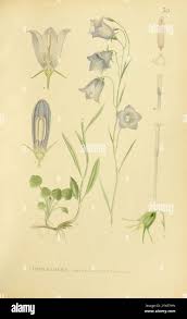 Image result for Commiphora mombassensis