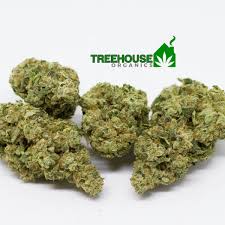 Some of our strains include london pound cake, gary payton cookies. Buy Purple Cookies Exotic Treehouse Organics Online Greenrush Delivery