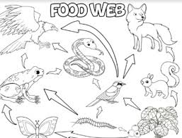 Mango fruits are exotic and tasty and make a great coloring subject. Ecosystem Coloring Sheet Worksheets Teaching Resources Tpt