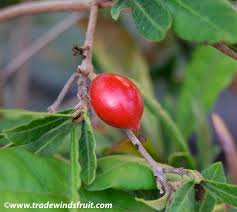 Image result for Synsepalum
