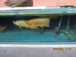 Arowana Keeping Breeding In Aquarium Hengki Red Arowana