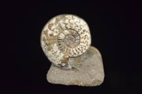 About ammonites ammonite fossils subclass ammonoidea nautiloid fossils. All British Ammonites Fossils Are Some Of The Best In The World Along With Pyrite Ammonite Fossils Healing Crystals And Fossils Rye