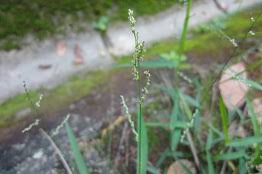 Image result for Acroceras