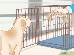 How To Crate Train An Older Dog 11 Steps With Pictures