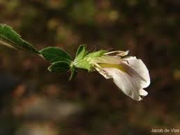 Image result for Blepharis maderaspatensis