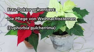 Weihnachtsstern Pflege