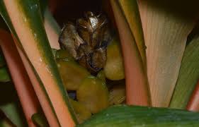 Image result for Chlorophytum filipendulum