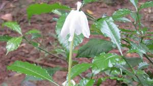 Image result for Gardenia subacaulis