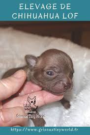 Petit Male Chihuahua Elevage Chihuahua Chihuahua Chiot