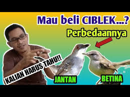 Cara jitu membedakan burung pleci jantan dan betina. Download Perbedaan Ciblek Jantan Dan Betina Mp3 Mp4 3gp Flv Download Lagu Mp3 Gratis