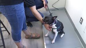 You must sign up for the waitlist prior to arriving to the clinic, please review the process here. Mobile Animal Clinic Spays And Neuters Dozens Of Animals In Peterborough Peterborough Globalnews Ca