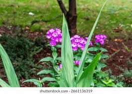 Image result for Polemoniaceae
