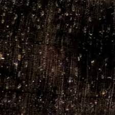 Image result for Diospyros crassiflora