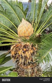 However, cycads do not produce true ﬂowers Golden Cone Female Image Photo Free Trial Bigstock