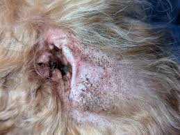 Image result for mold in the ear dog