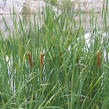 Image result for Rutidea orientalis