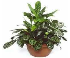 Fakat asıl yetiştiricilik amacı çiçekleridir. Ic Mekan Sus Bitkileri Bakim Onerileri Onikibilgi Com