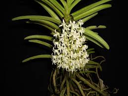 Image result for Cyrtorchis neglecta