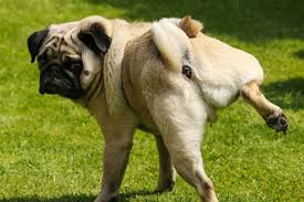 What Does Blood In Dog Urine Mean American Kennel Club