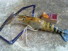 Teknik Mancing Udang Galah Di Sungai Mancingikan Net 2021 Mancingikan Net 2021