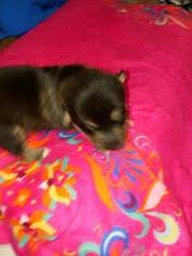 Maybe you would like to learn more about one of these? Puppyfinder Com Cowboy Corgi Puppies Puppies For Sale Near Me In Colorado Usa Page 1 Displays 10