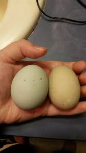 Hatching duck and goose eggs. First Time Incubating Duck Eggs Backyard Chickens Learn How To Raise Chickens