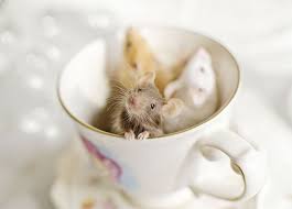 Three Little Mice Who Sat In A Cup Pet Mice Fancy Mouse Cute Mouse