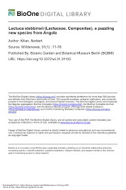 Image result for Lactuca lasiorhiza