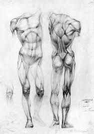 *free* shipping on qualifying offers. Resultado De Imagen De Imagenes Anatomia Anatomy Sketches Anatomy Drawing Human Anatomy Drawing