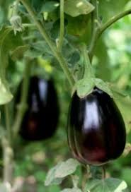 Growing Eggplant Growing Eggplant Container Gardening Vegetables Container Vegetables