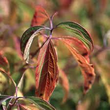 The best advice we can give you is to check back once in a. Cornus Sericea Kelseyi Landscape Plants Oregon State University