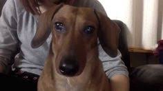 Select characteristic or group smallest dog breeds medium dog breeds largest dog breeds smartest breeds of dogs hypoallergenic dogs best family dogs best guard dogs best dog. 100 Dogs Ideas Dogs Dachshund Love Weiner Dog