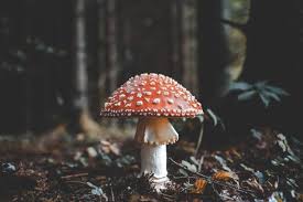 If you are cooking mushrooms in your kitchen and know a perfect recipe made of mushroom and find that your kitty is very interested and wants to take a bite. Can Cats Eat Mushrooms
