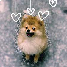 weil ich glucklich bin weil ich glucklich bin boo weil bin boo glucklich ich weil kopek