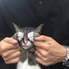 Sohranyonnye Fotografii 4 936 Fotografij Sevimli Kedi Yavrulari Cok Sirin Hayvanlar Kediler Ve Yavrulari