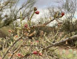 Where can i find the desert christmas cactus? Microscopic View Of A Cholla Fruit Sky Island Alliance